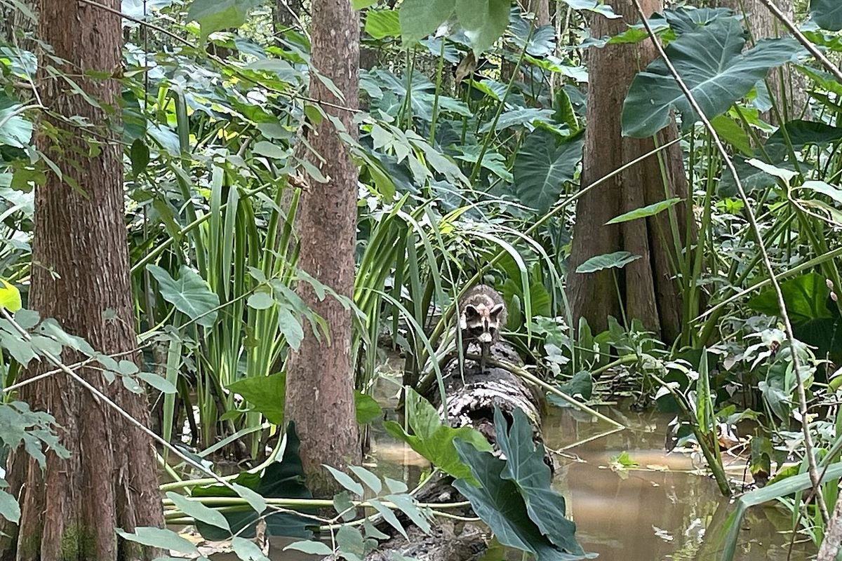 Honey Island Swamp
