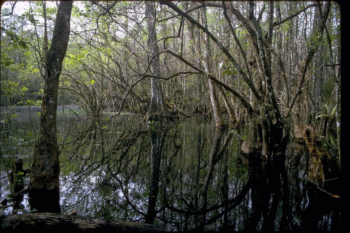 Skunk Ape