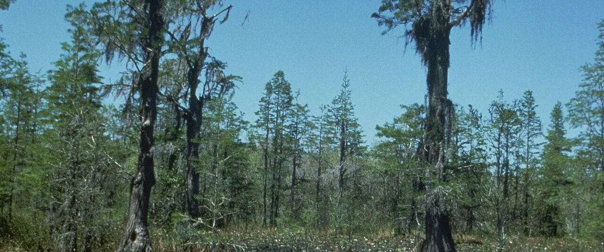 Georgia landscape