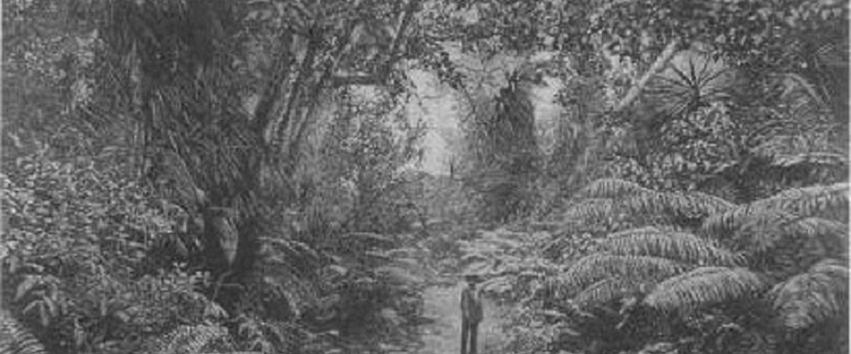 Hawai'i landscape