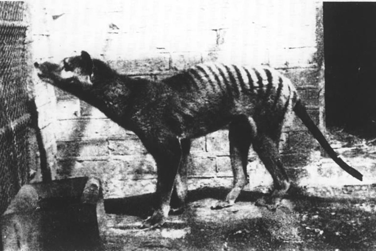 Thylacine Sightings (Tasmanian Tiger)