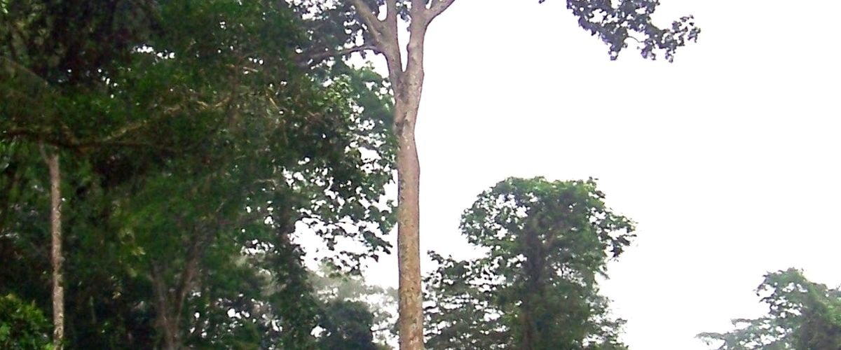 Africa